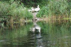 24.-Swans-Exeter-Ship-Canal-17