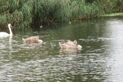 24.-Swans-Exeter-Ship-Canal-2
