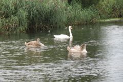 24.-Swans-Exeter-Ship-Canal-3