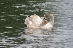 24.-Swans-Exeter-Ship-Canal-4