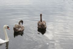 24.-Swans-Exeter-Ship-Canal-5