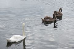 24.-Swans-Exeter-Ship-Canal-6