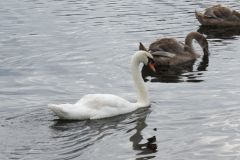 24.-Swans-Exeter-Ship-Canal-7
