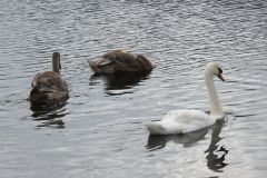 24.-Swans-Exeter-Ship-Canal-8