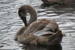 24.-Swans-Exeter-Ship-Canal-9