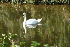 3.-Swans-near-Bickleigh-1