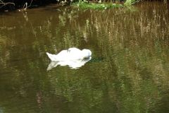 3.-Swans-near-Bickleigh-2