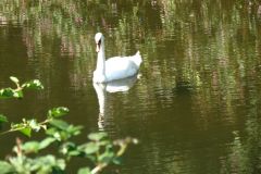 3.-Swans-near-Bickleigh-3