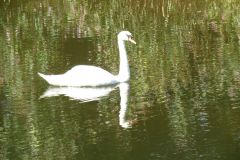 3.-Swans-near-Bickleigh-4