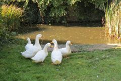 4.-Ducks-near-Thorverton-1