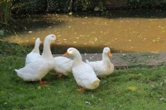 4.-Ducks-near-Thorverton-2