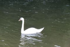 6.-Swans-near-Netherexe-2