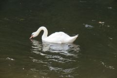 6.-Swans-near-Netherexe-4