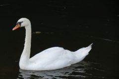 6.-Swans-near-Netherexe-5
