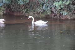 6.-Swans-near-Netherexe-7