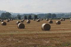 8.-Hay-bales-between-Netherexe-and-Brampford-Speake-2