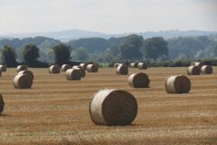 8.-Hay-bales-between-Netherexe-and-Brampford-Speake-3