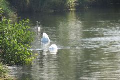 9.-Swans-between-Netherexe-and-Brampford-Speake-1