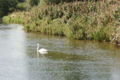 9.-Swans-between-Netherexe-and-Brampford-Speake-12