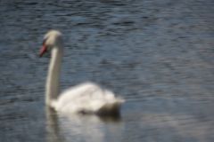 9.-Swans-between-Netherexe-and-Brampford-Speake-13