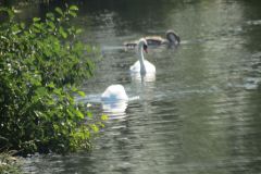 9.-Swans-between-Netherexe-and-Brampford-Speake-2