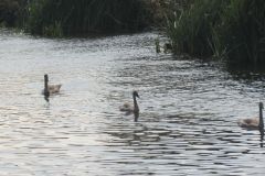 9.-Swans-between-Netherexe-and-Brampford-Speake-3