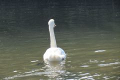 9.-Swans-between-Netherexe-and-Brampford-Speake-6