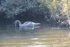 9.-Swans-between-Netherexe-and-Brampford-Speake-9