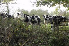 Inquisitive-Cows