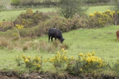 22. Cows by River Heddon