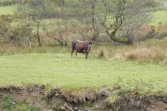 23. Cows by River Heddon