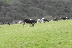 Dairy Cattle above River Heddon (2)