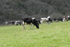 Dairy Cattle above River Heddon (3)