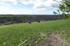 Dairy Cattle above River Heddon