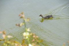 1.-Coots-diving-and-feeding-chicks