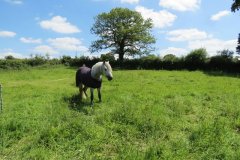 1.-Ponies-near-Woodfield-pond