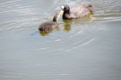 2.-Coots-diving-and-feeding-chicks