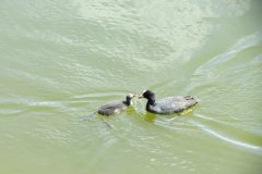 5.-Coots-diving-and-feeding-chicks