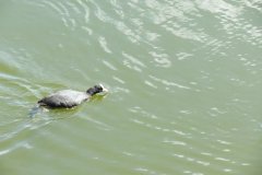 6.-Coots-diving-and-feeding-chicks