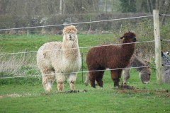 Alpaca-by-Isle-brewers-Mill-Stream