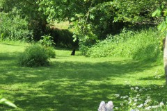 Black-Cat-by-River-Isle-near-Church-Street-Donyatt-1