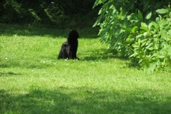 Black-Cat-by-River-Isle-near-Church-Street-Donyatt-2