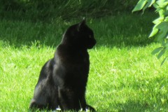 Black-Cat-by-River-Isle-near-Church-Street-Donyatt-3