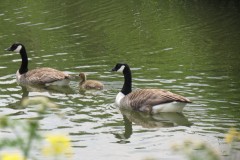 Canada-Geese-with-chick-on-River-Isle-Near-hambridge-1