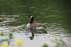 Canada-Geese-with-chick-on-River-Isle-Near-hambridge-2