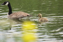 Canada-Geese-with-chick-on-River-Isle-Near-hambridge-3