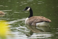 Canada-Geese-with-chick-on-River-Isle-Near-hambridge-4