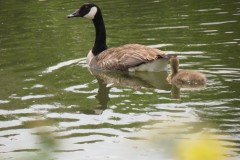 Canada-Geese-with-chick-on-River-Isle-Near-hambridge-5