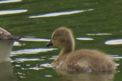 Canada-Geese-with-chick-on-River-Isle-Near-hambridge-6