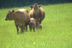 Cattle-and-calves-near-Winterhay-Farm-1